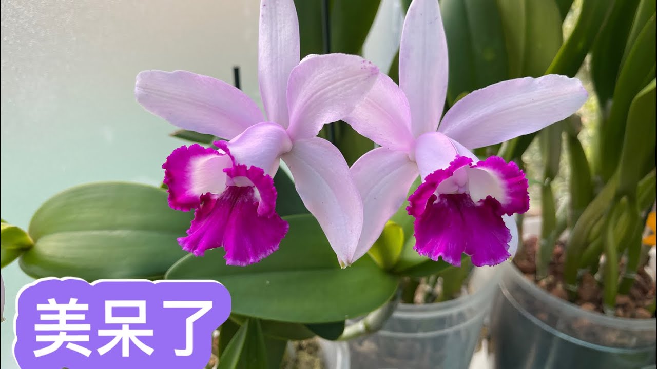 誠意推薦一棵開得非常美的卡特蘭Cattleya intermediate orlata 及養植分享 3-4月2024