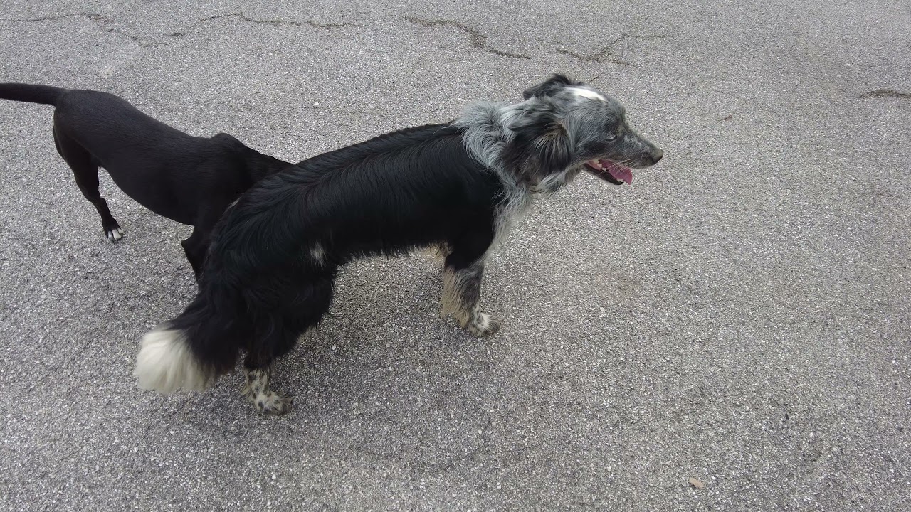 Interazione fra cani - approccio cane - cane