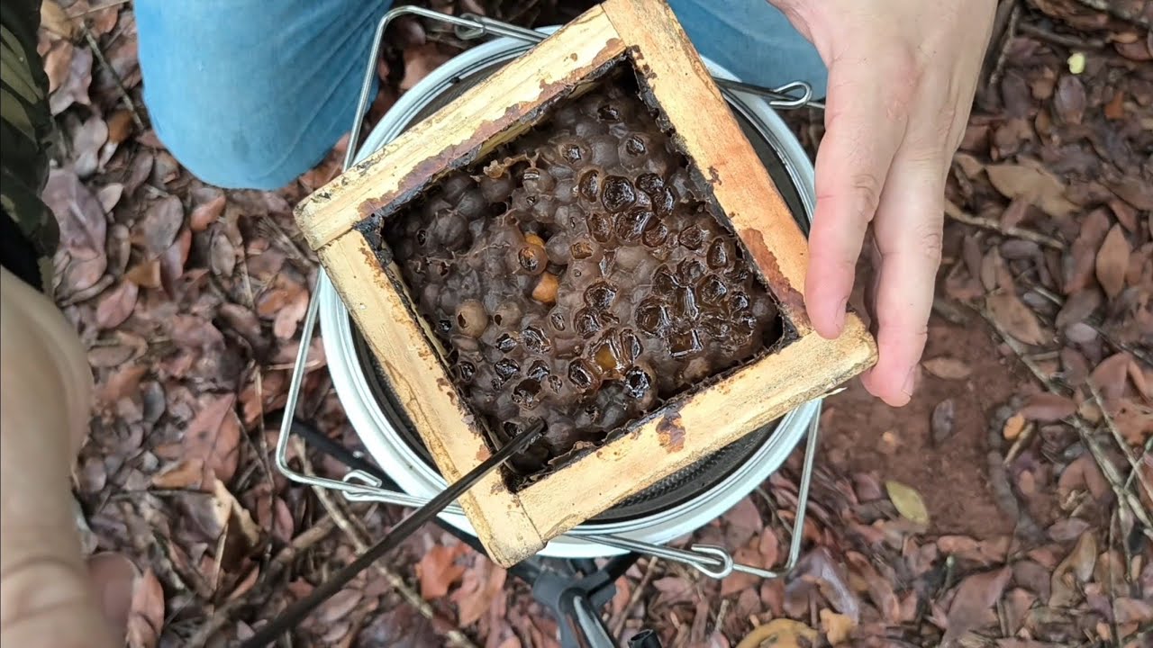 MEL ABELHA JATAÍ / COLHEITA DE MEL / MELIPONÁRIO AMARELO 