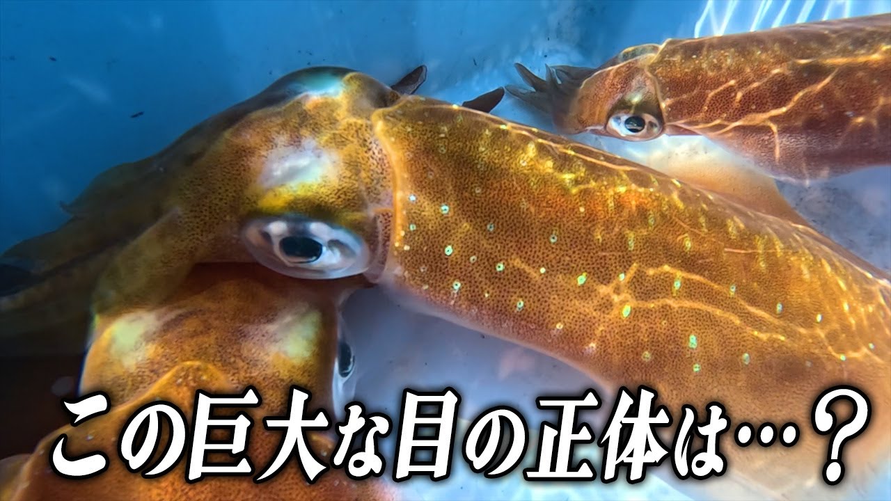 狙うは4キロ！【春のティップラン】
