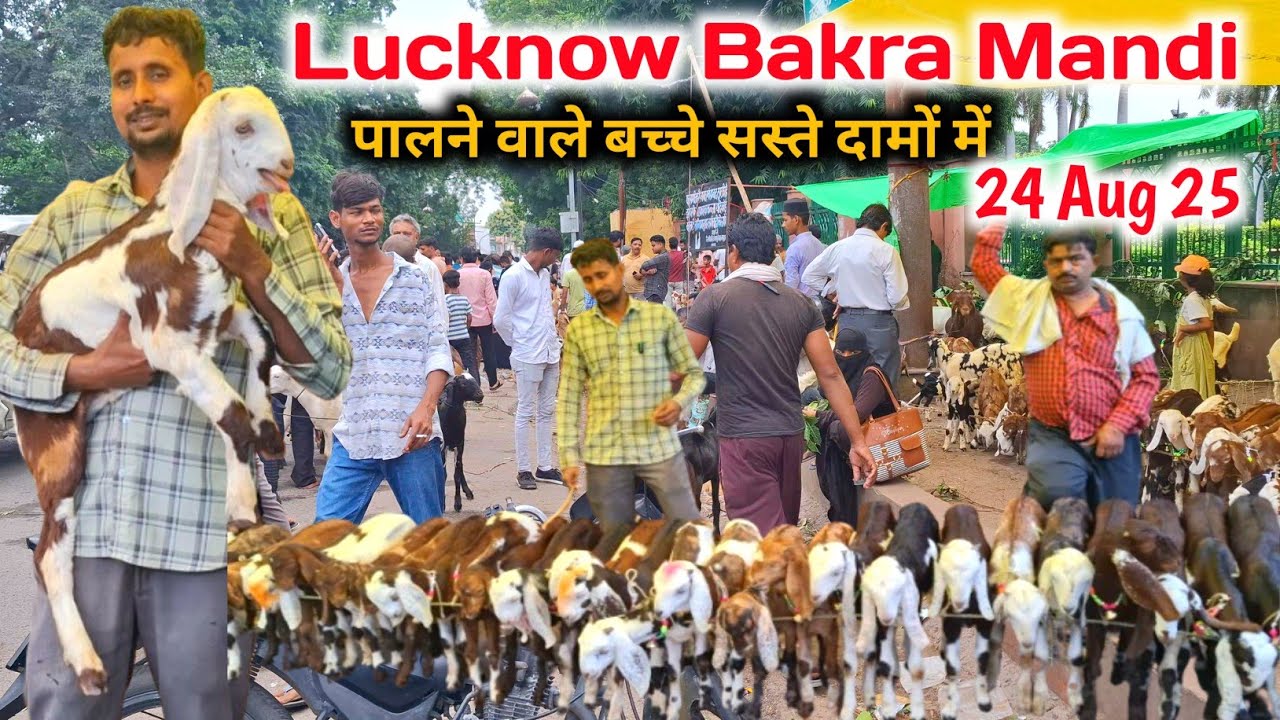 मंडी में पालने वाले बच्चे सस्ते दामों में |24 अगस्त 25 |Nimbu Park Bakra mandi |Lucknow Bakra Mandi