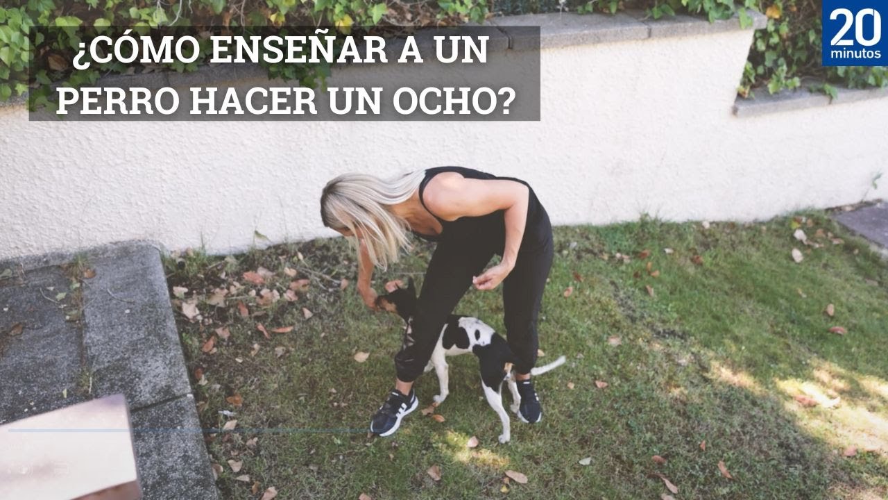 ¿Cómo enseñar a nuestro perro a hacer un ocho?