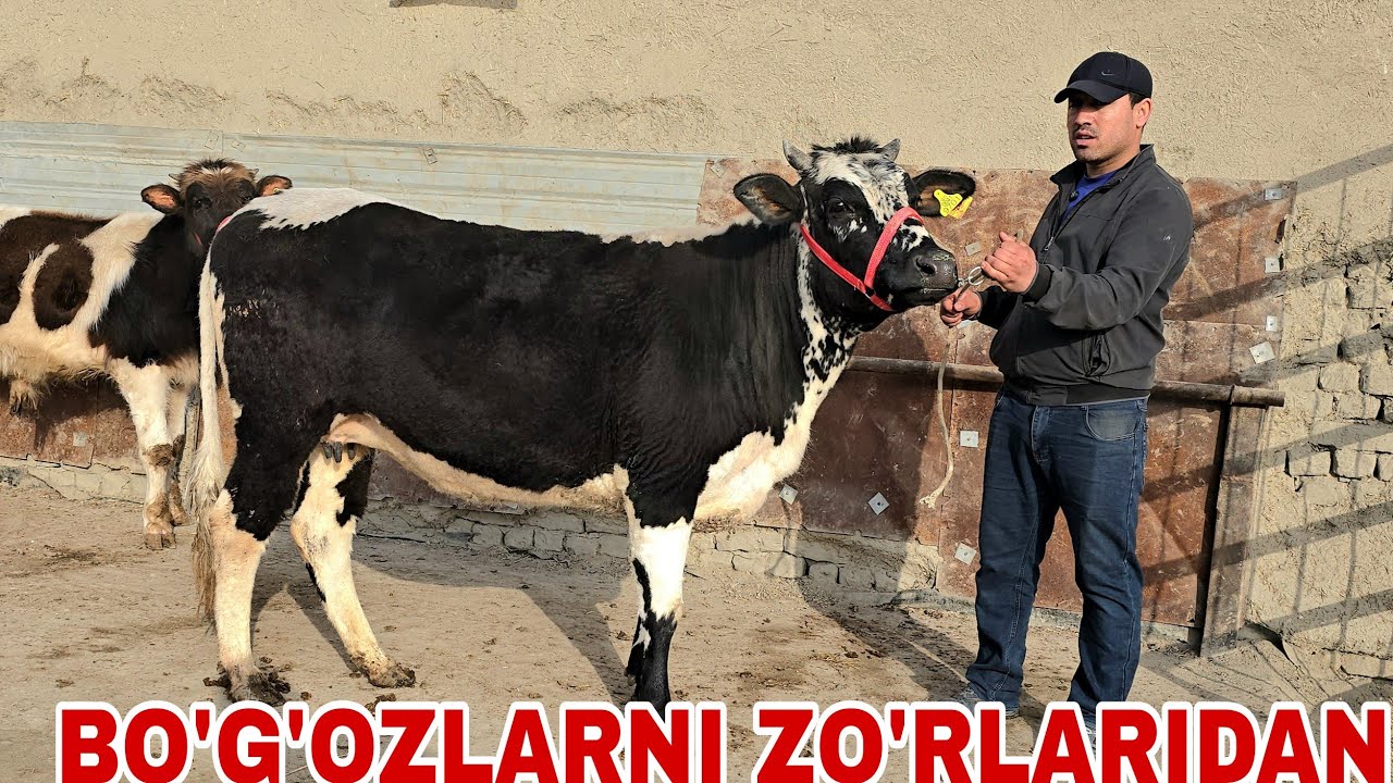 Azizbek akadan ayngi partiya yosh buqachalar va bo'g'oz g'unojinlar 23 февраля 2026 г.