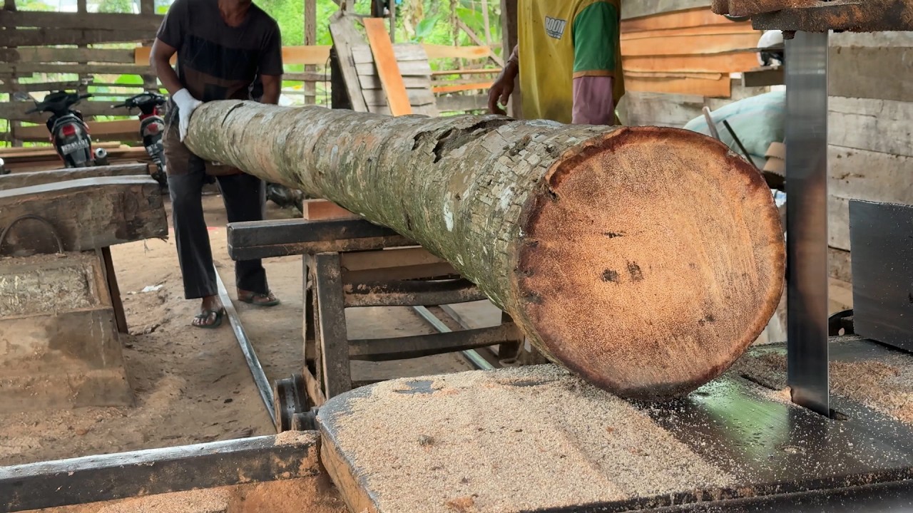 Coconut Trees Become 2x20 Best Sawmill Machines for You