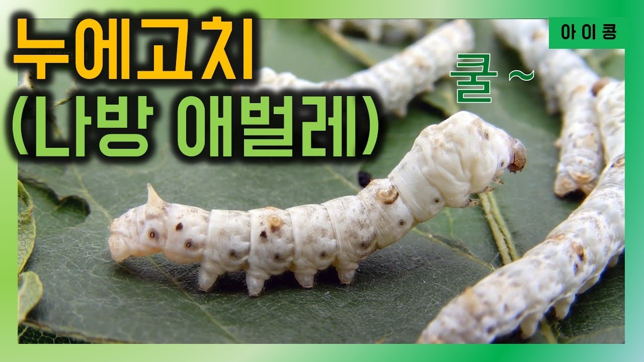 누에고치 | 나방 애벌레 | 성장일기 | 킨더리베 아이콩 이야기