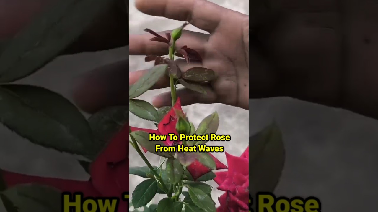 How To Protect Rose From Summer Season | Rose Plant Care | गुलाब