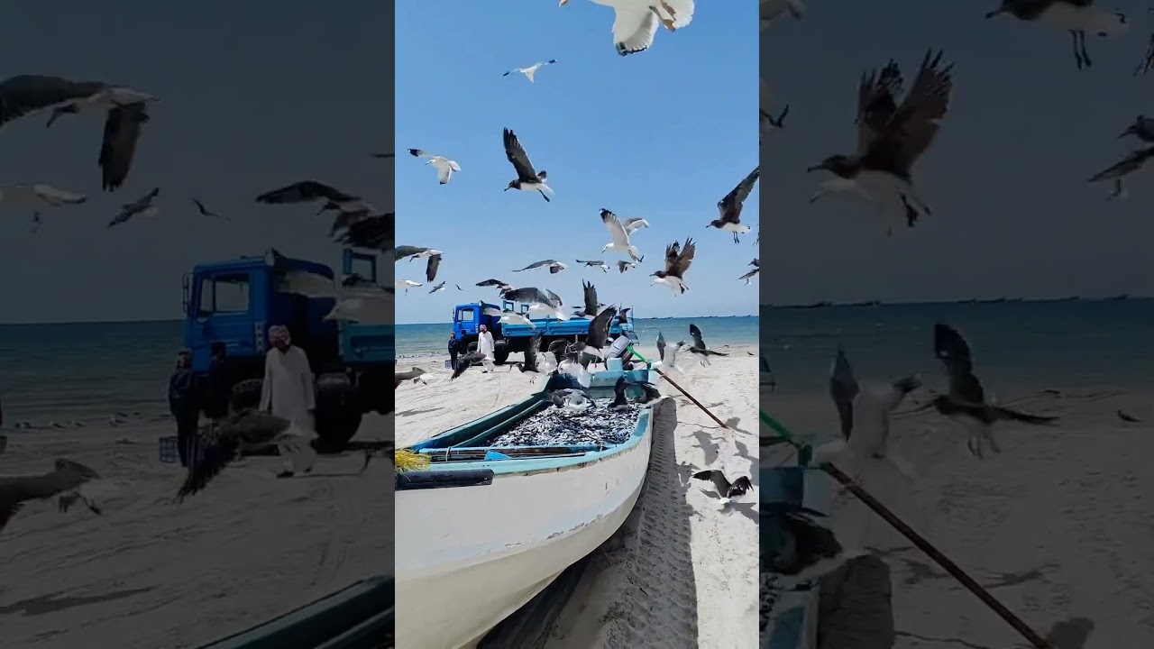 Seagulls - Seagulls Sound