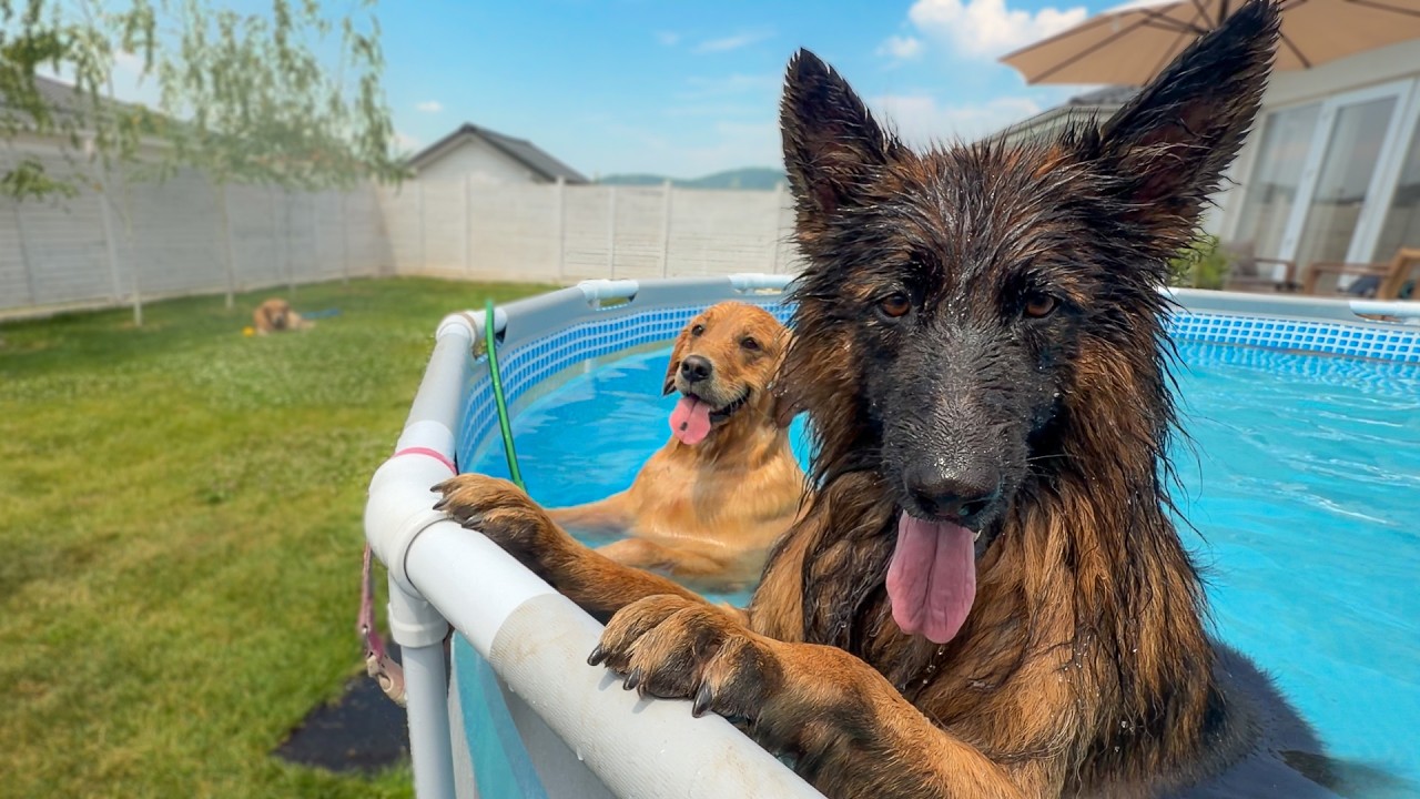 Surprising My Dogs With the Ultimate Pool Party!