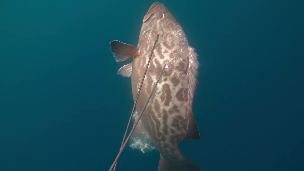PESCA SUBMARINA PERÚ - MERO 36kgs!! 🐟 / Spearfishing Peru Big Broomtail Grouper 36KGS