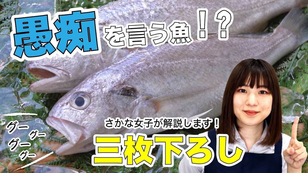 【さかな女子】愚痴を言う魚！？三枚下ろしまでさかな女子が解説いたします！｜クラハシ公式