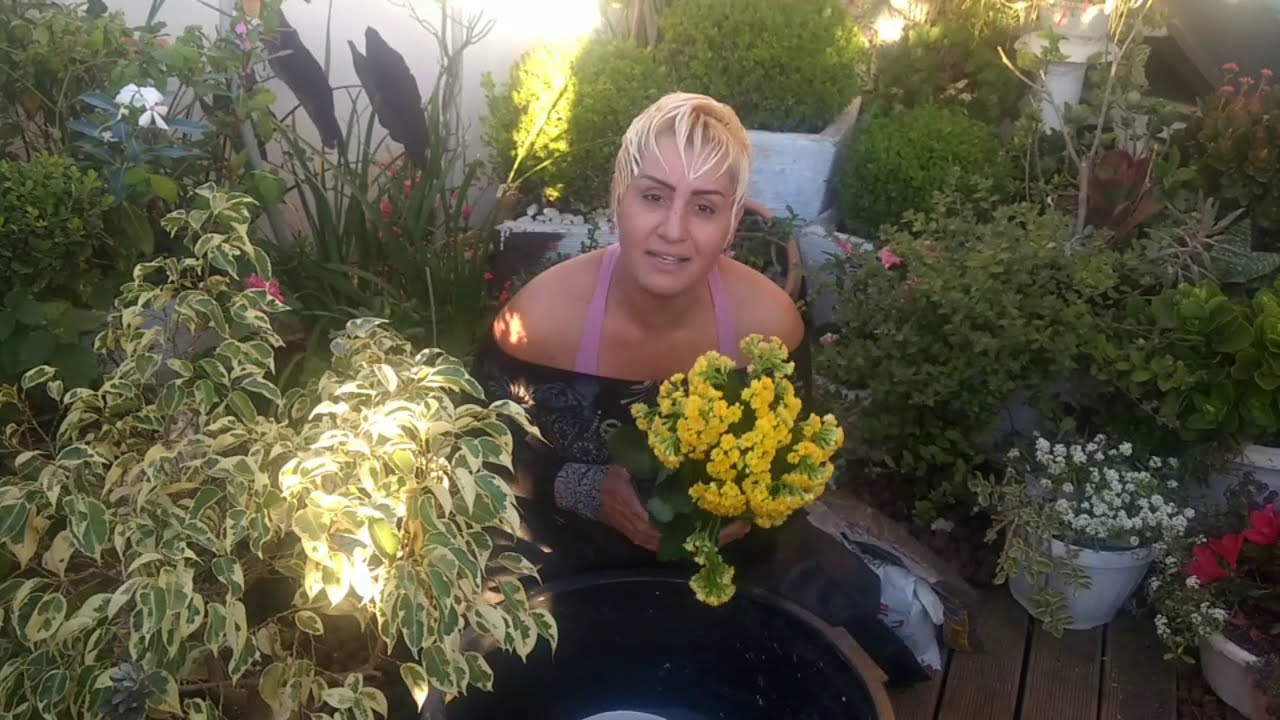 Replantio de kalanchoe ou calanc - Terapia com Plantas