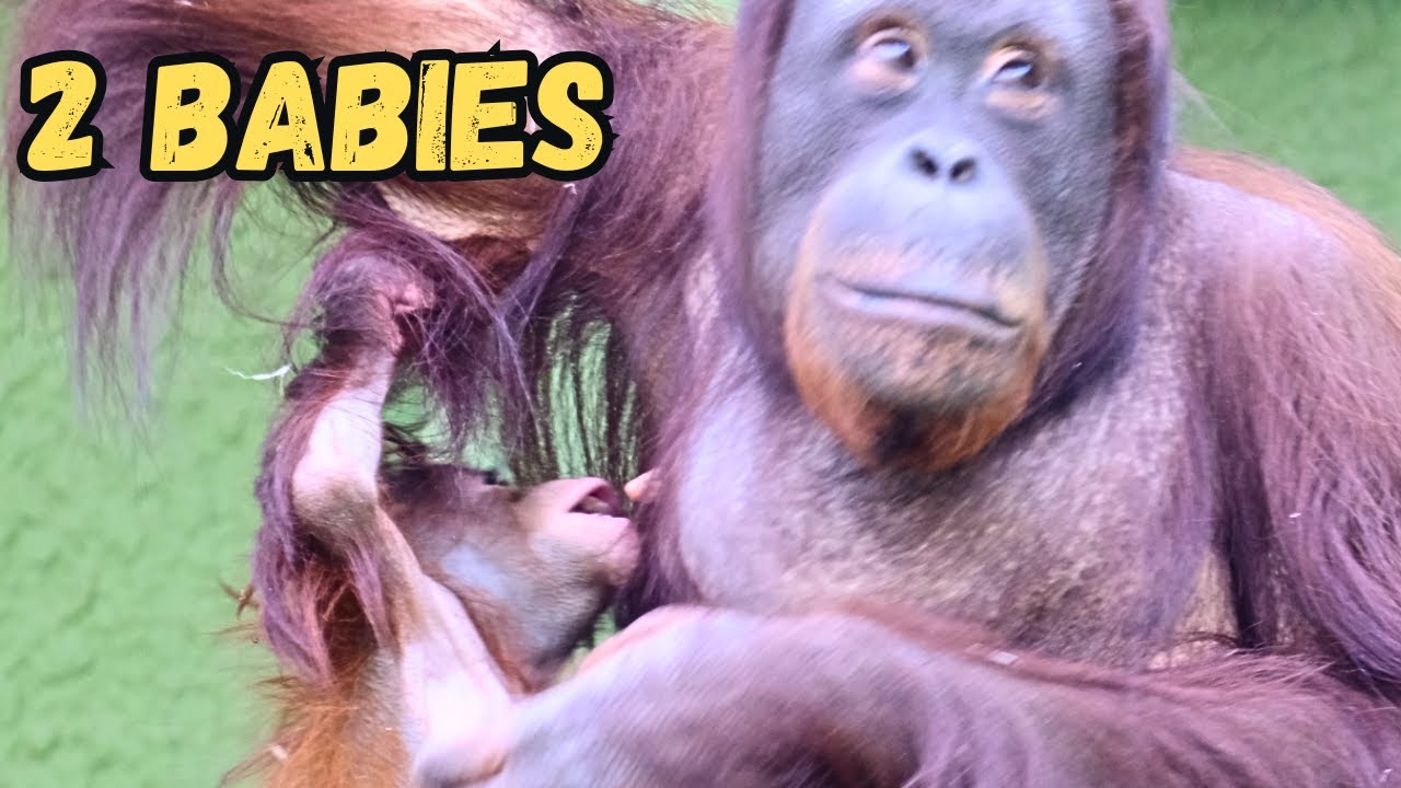 A Great Day With The 2 Baby Orangutans