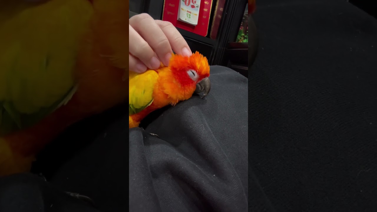 Vẹt Sun rất th&iacute;ch &ocirc;m ấp #cute #vet #sunconure