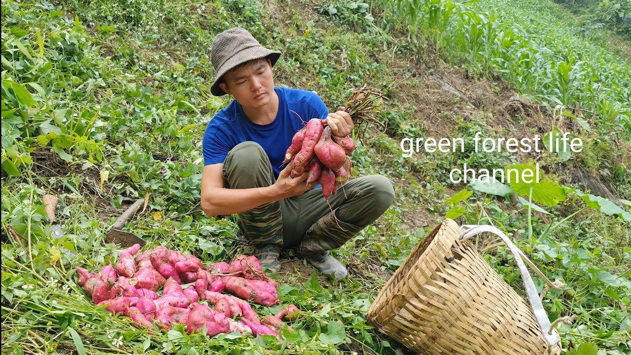 Robert harvests purple sweet potatoes, takes care of wild boar a busy day. Green forest life (ep220)