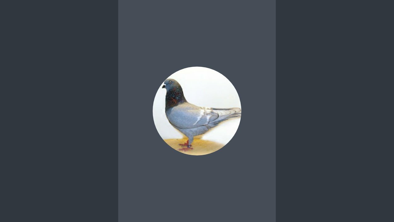 Kings Loft is live!  National Young Bird Show Louisville Kentucky  2025....