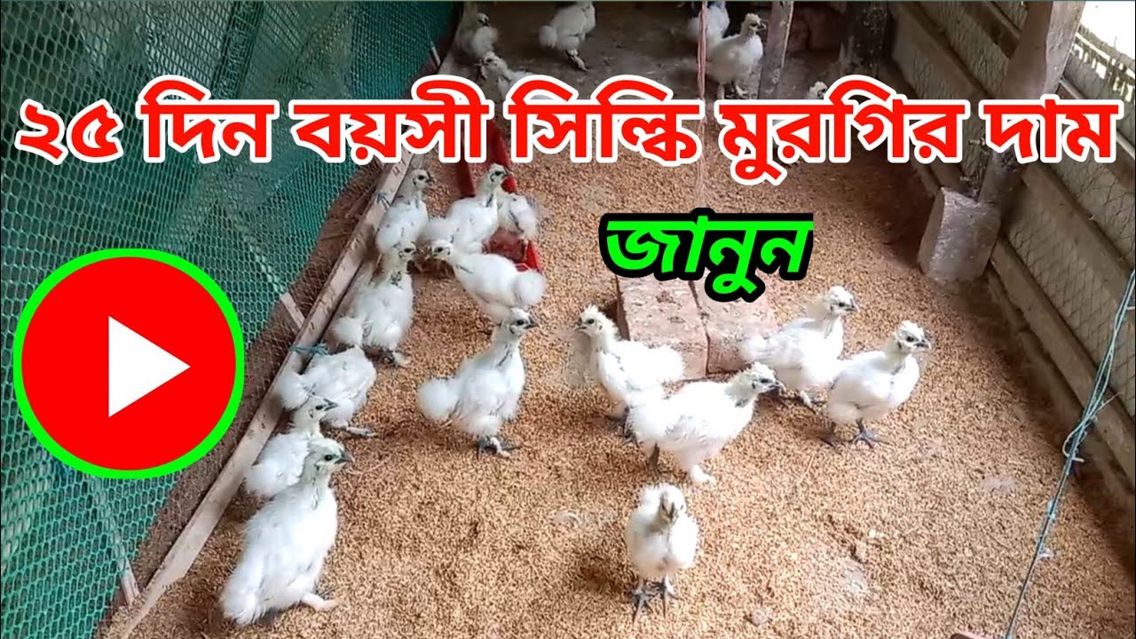 সিল্কি মুরগির বাচ্চার দাম জানুন