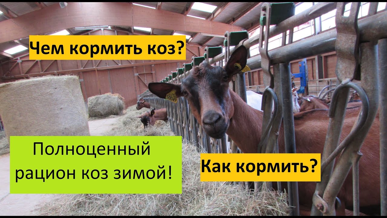 Зимний рацион коз