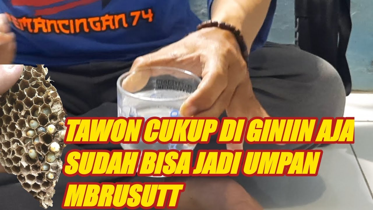 UMPAN JITU !! ikan lele media Larva tawon Mbusssutt ??cuman di giniin bro#umpanikanlele #jitu