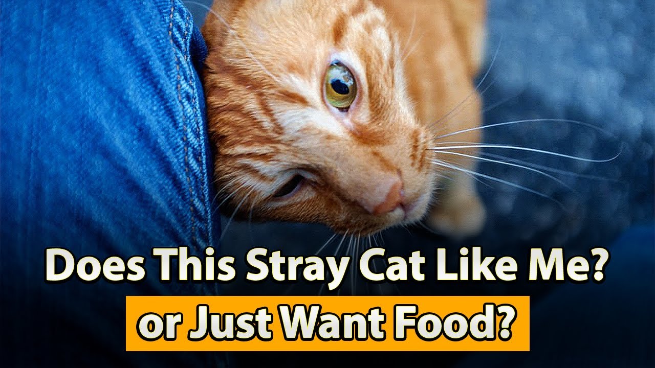 5 Signs a Stray Cat Likes You (Not Just for Food!)