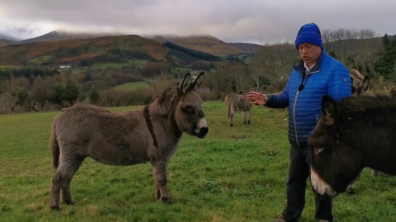 The Donkey