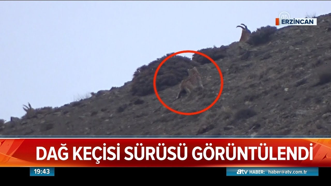 Dağ ke&ccedil;isi s&uuml;r&uuml;s&uuml; g&ouml;r&uuml;nt&uuml;lendi - Atv Haber 29 Nisan 2019