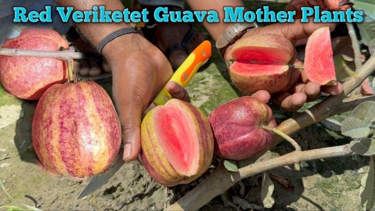 Latest Guava Farming / And New Variety & Red Veriketet Guava and Available Plant’s My #Sayannursery 