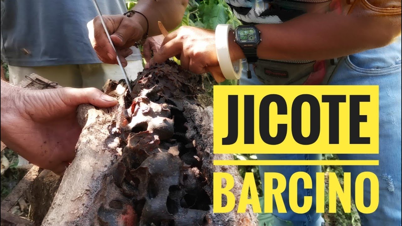 Cómo realizar una transferencia de Jicote Barcino (Melipona costaricensis)