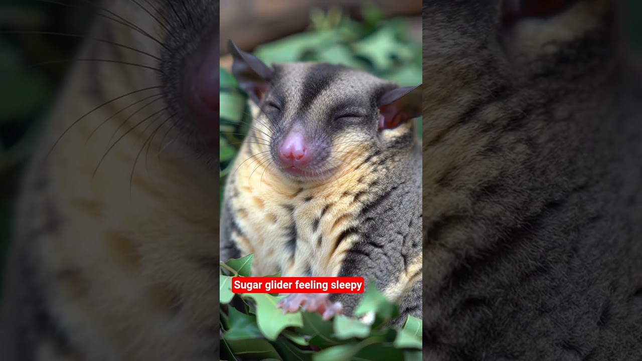Sugar Glider feeling sleepy
