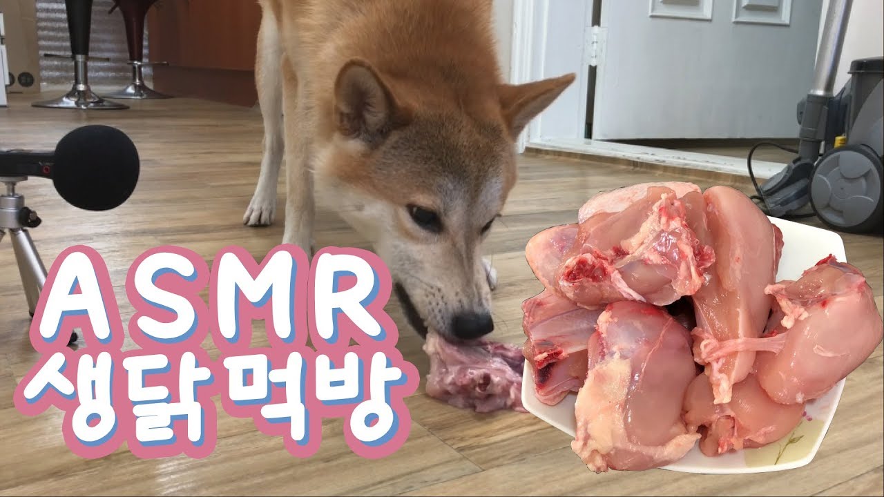 강아지 생닭 먹방 ASMR 리얼사운드 [사운드 위주] 오독오독 찹찹 잘도 먹는다 치석제거에 좋아요! 모조리 씹어먹어 주갔서