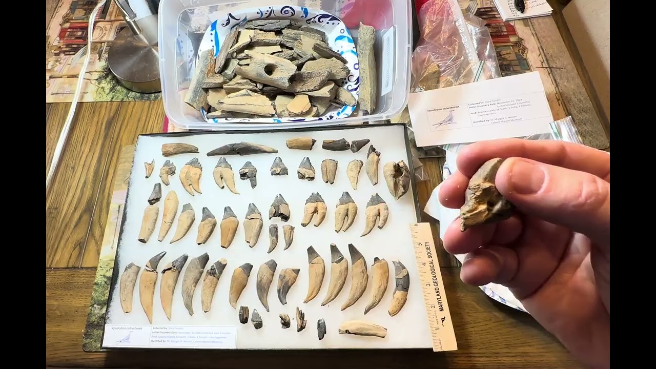 Associated Squalodon calvertensis from Calvert Cliffs