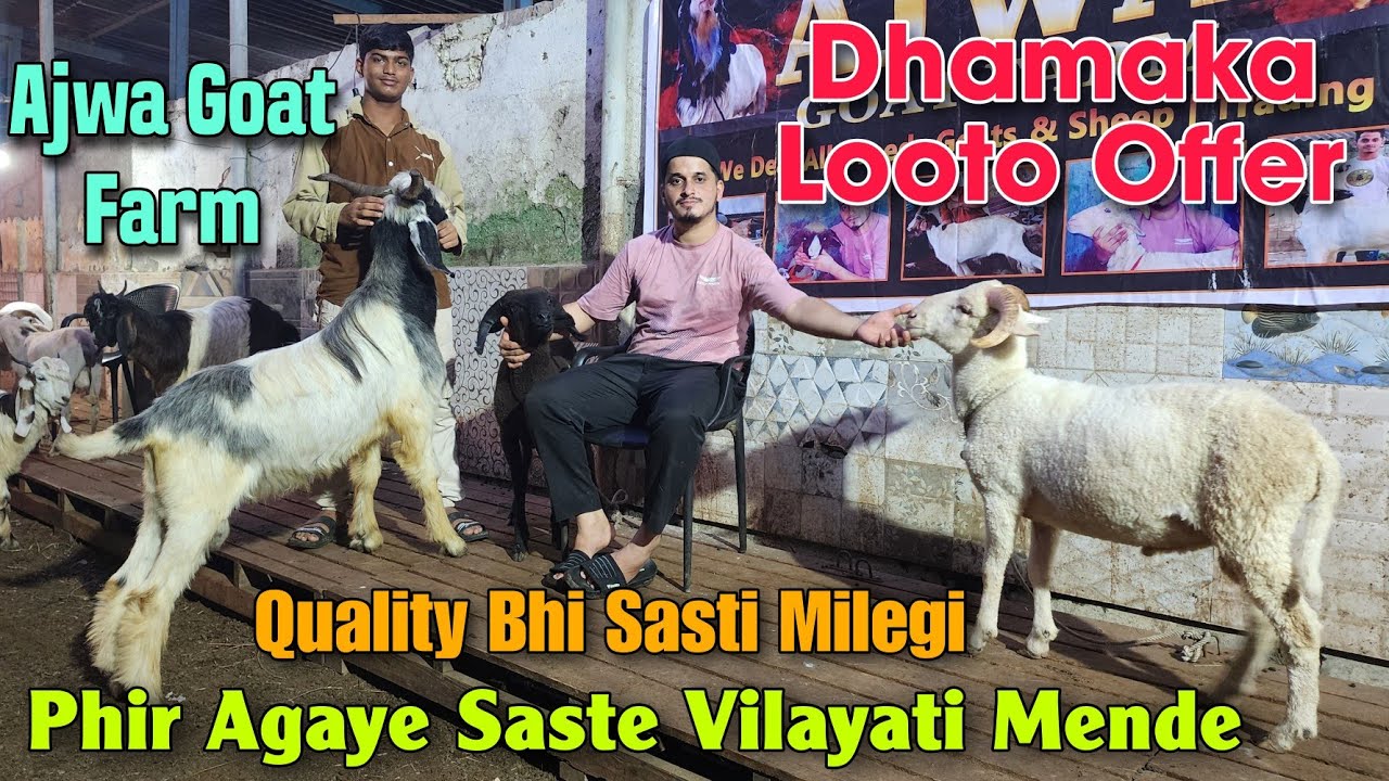 Phir Agaye Vilayati Sheep Kids At AJWA GOAT FARM | 2025 Quality Wale Vilayati Mende In Kalyan