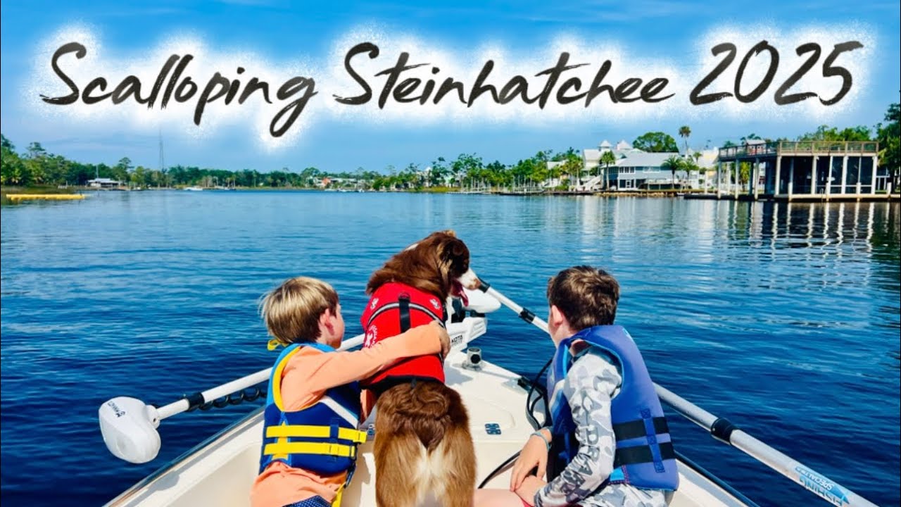 Scalloping Steinhatchee 2025