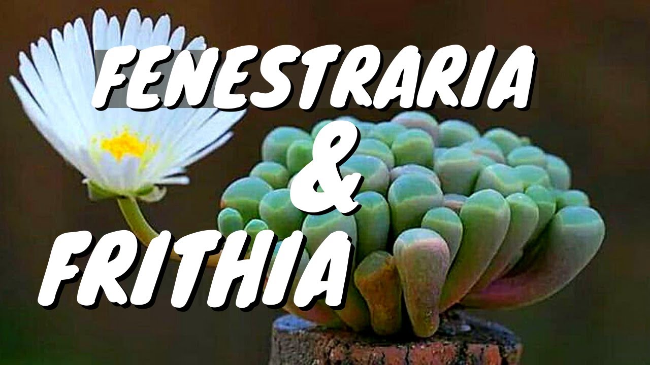 FRITHIA E FENESTRARIA | rinvaso e cura