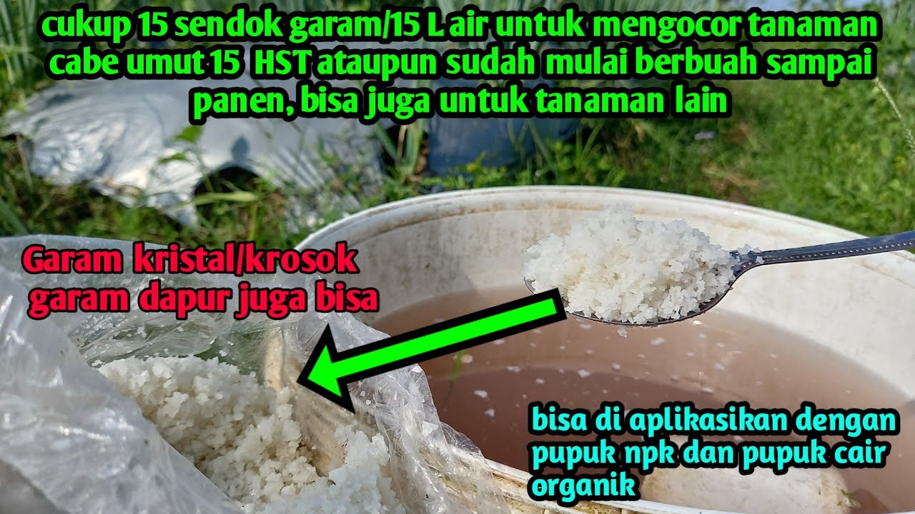 Manfaat garam untuk mengocor tanaman cabe/tanaman lain umur 15 HST sampai berbunga dan panen