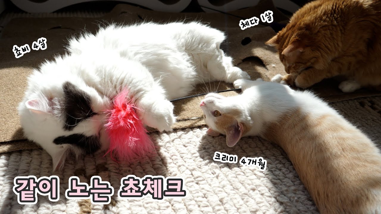 쵸비 크리미가 냥냥펀치를 주고 받아요 - 쵸체크가 한 화면에!