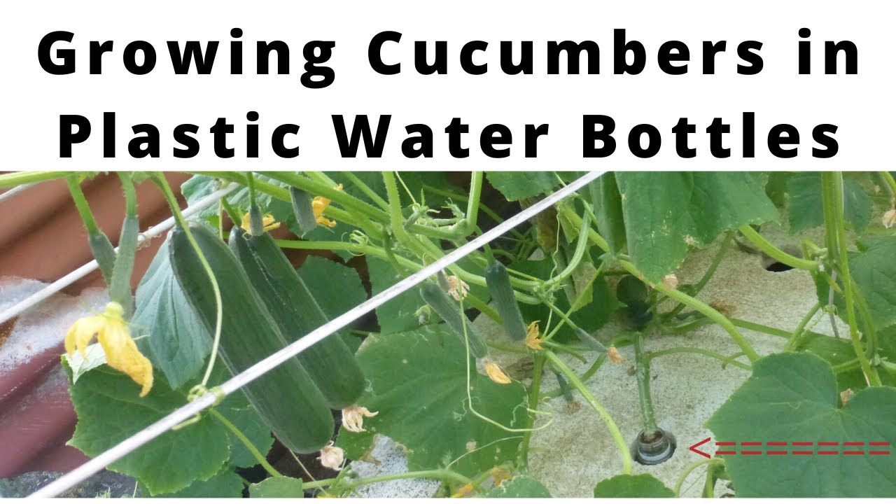 Growing Cucumbers in Plastic Water Bottles