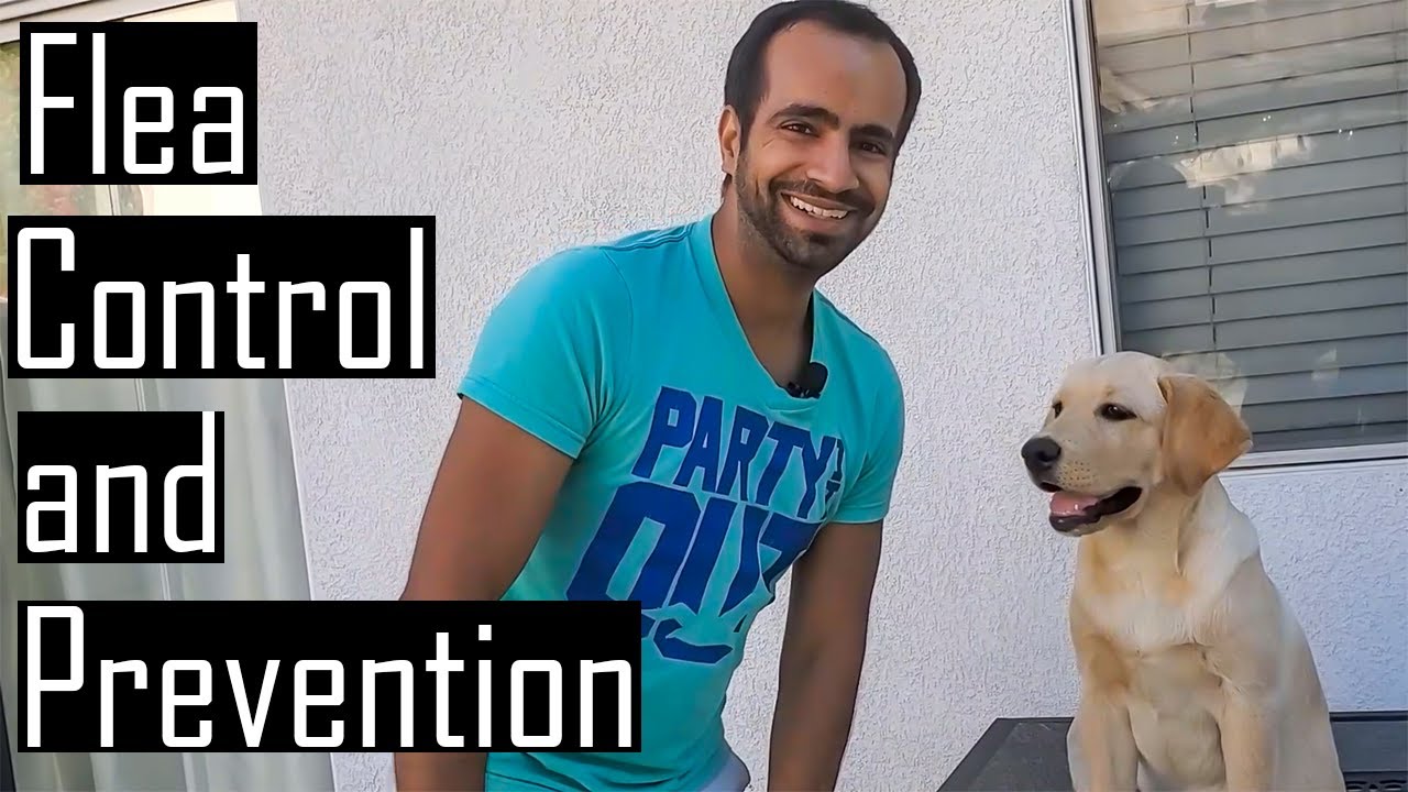 Flea Control and Prevention: How to Detect, Control and Treat Dog/Puppy Fleas
