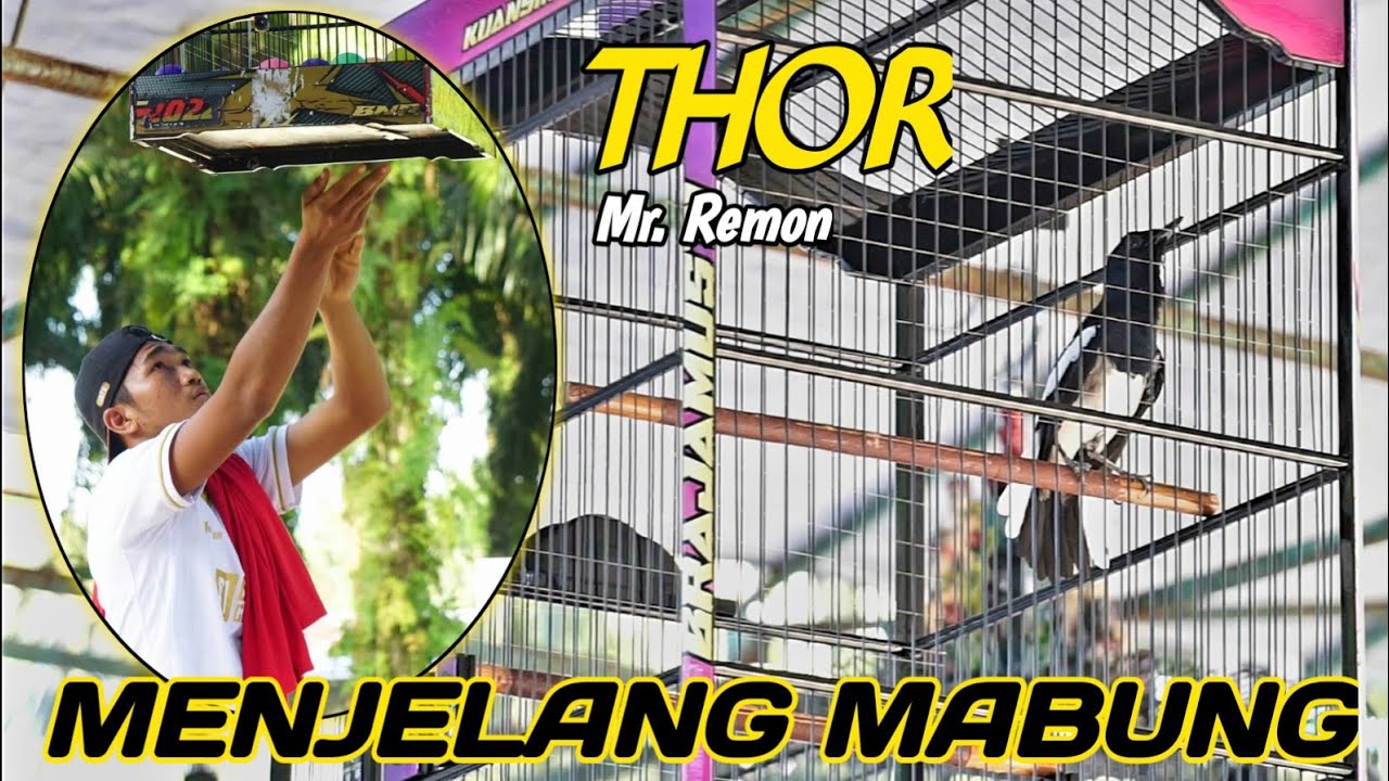 KACER THOR TAMPIL MEWAH MENJELANG MABUNG | FINISH NOMINASI 4
