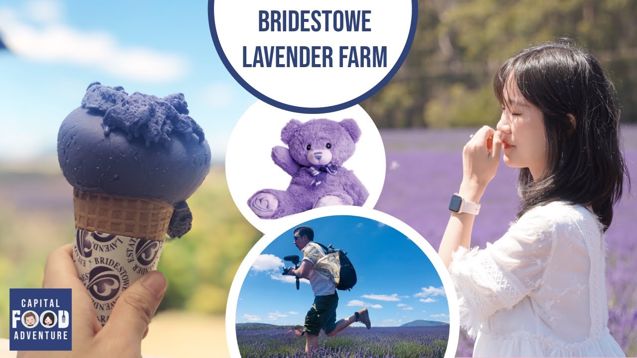 Bridestowe Lavender Estate | Tasmania’s best locations | what to do in Launceston