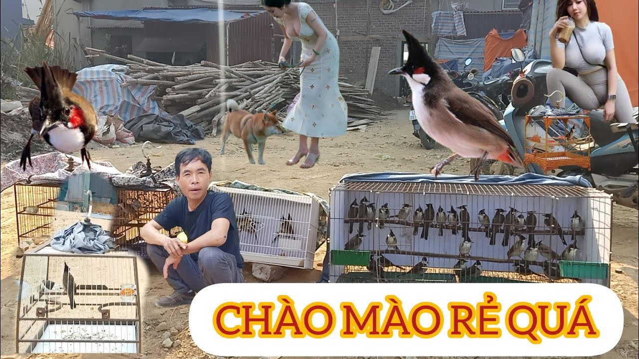 CHỢ CHIM 2025 BẤT NGỜ GIÁ RẺ QUÁ KHÔNG THỂ TIN ĐƯỢC