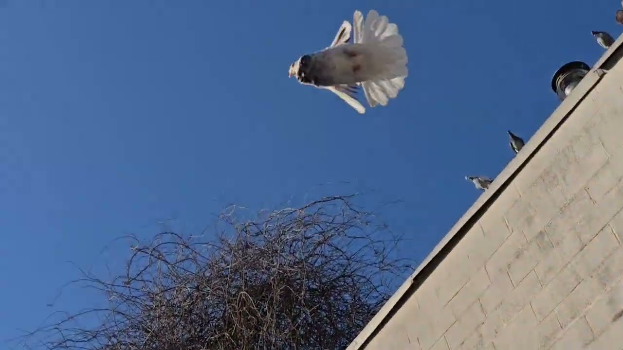 Canadians & Grizzlies flying nice