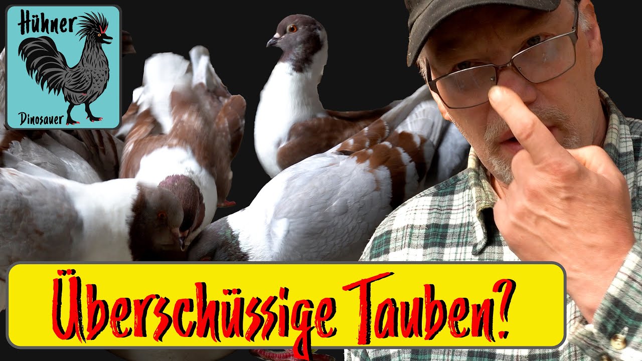 Tauben Neu-ZÜCHTER Tipps mit Zuchtfreund Ralf