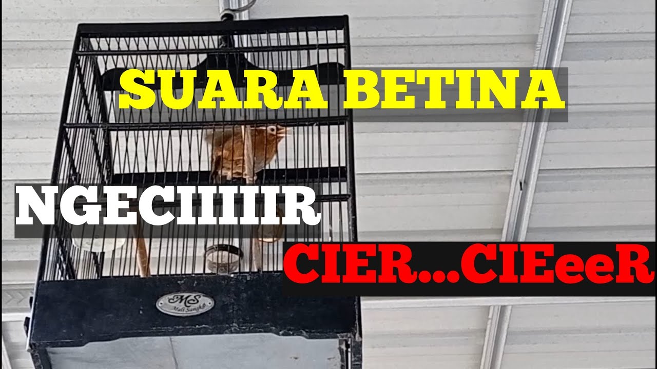 Pancingan suara hwa mei wambi betina || Terapi agar wambi bahan cepat bunyi