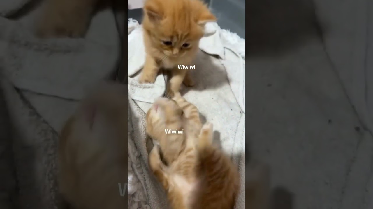 #fluffytail