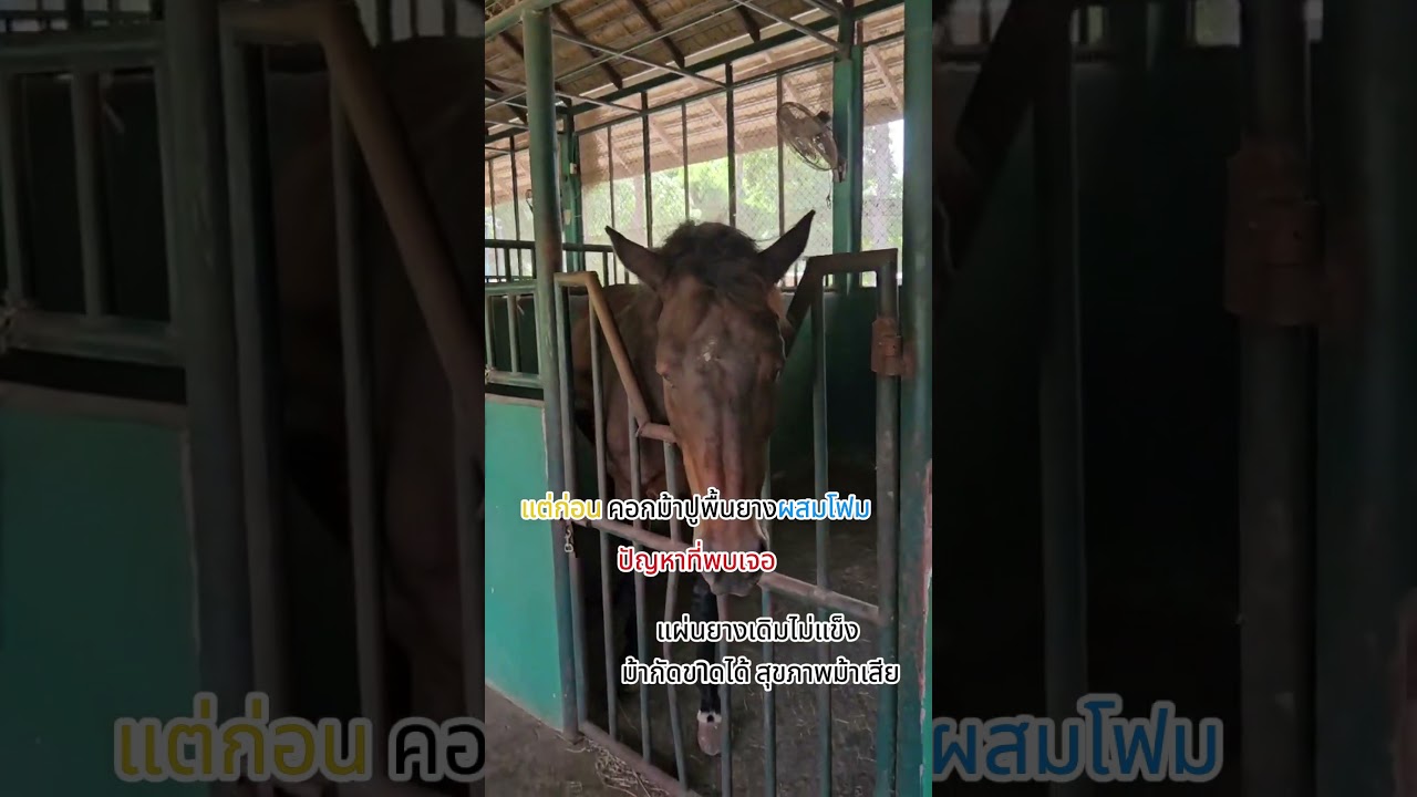 ฟาร์มม้า ไซส์ม้ายุโรป ต้องการแผ่นปูที่รับแรงกระแทกได้ดี #rubbersheet #horse #stable #ม้าแข่ง