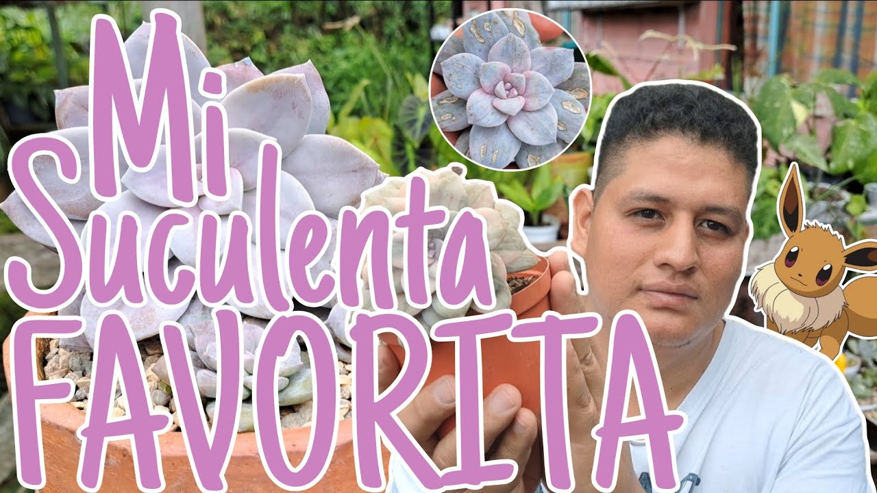 Conoce un poco más sobre mi suculenta favorita: 🐉Quetzalcoatlia superba (Graptopetalum superbum) 