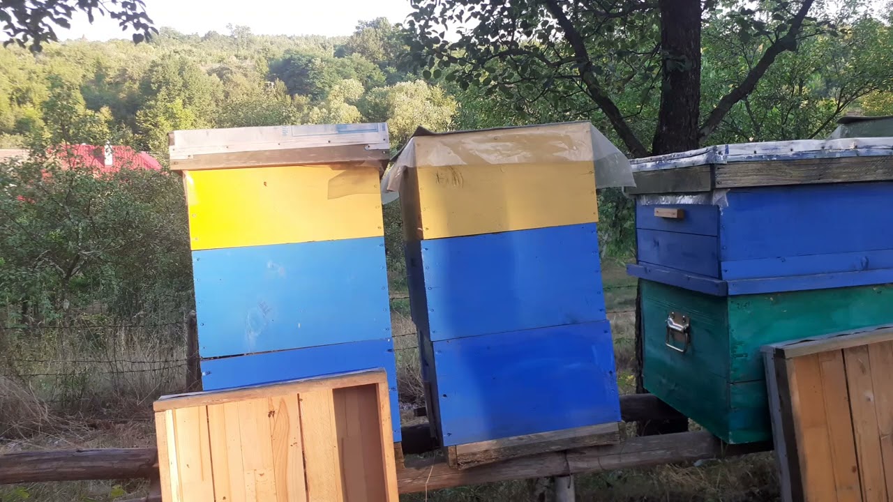 Apicultura in Cluj, tratament antivarroa, tehnologii apicole