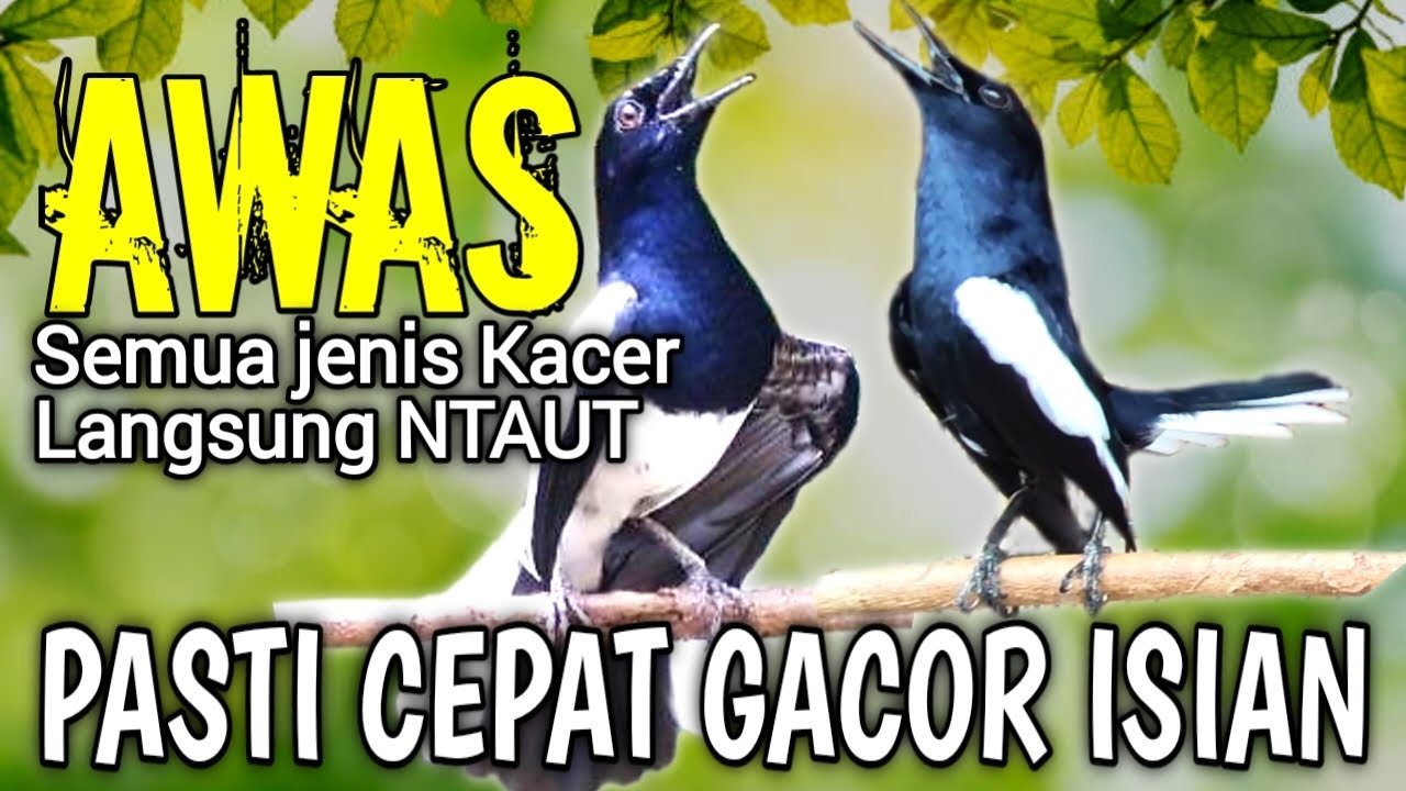 SUARA KACER NEMBAK NGEROL ISIAN‼️ PANCINGAN EMOSI KACER LAIN PASTI CEPAT NYAUT GACOR ISIAN🔥