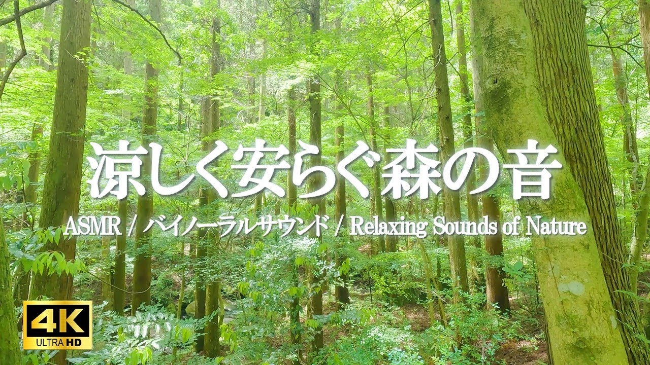 岩清水と鳥のさえずりが響く静かな時間 | ストレス緩和•勉強•作業集中【ASMR 4K】
