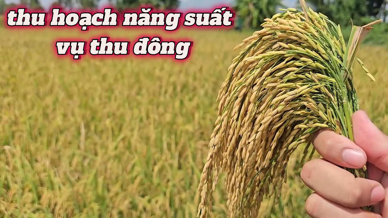 thu hoạch lúa OM18 vụ thu đông năng suất chi phi đầu tư và lợi nhuận l  Thanhdotv